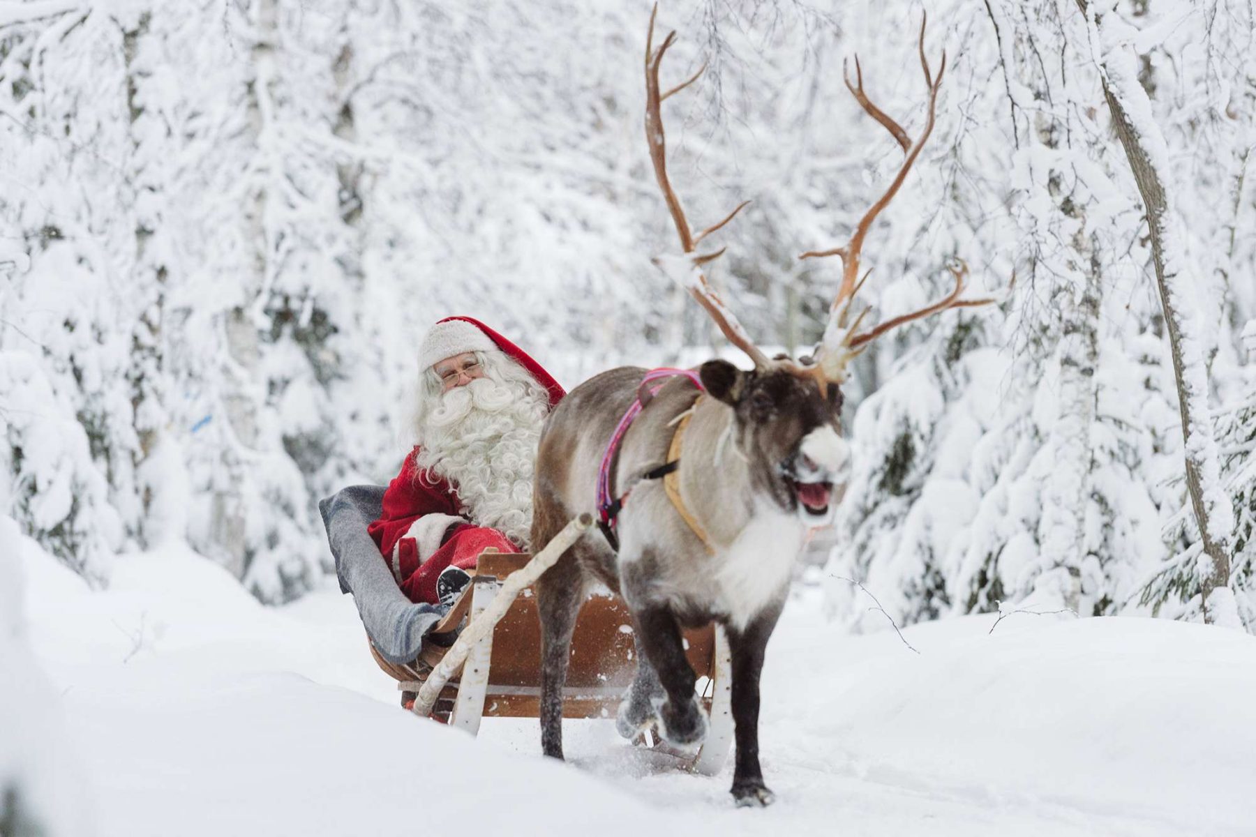 finnish lapland santa claus with reindeer sleigh rovaniemi vr