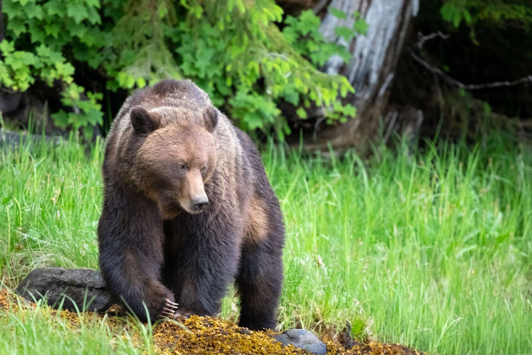 canada grizzly bear great bear rainforest istk
