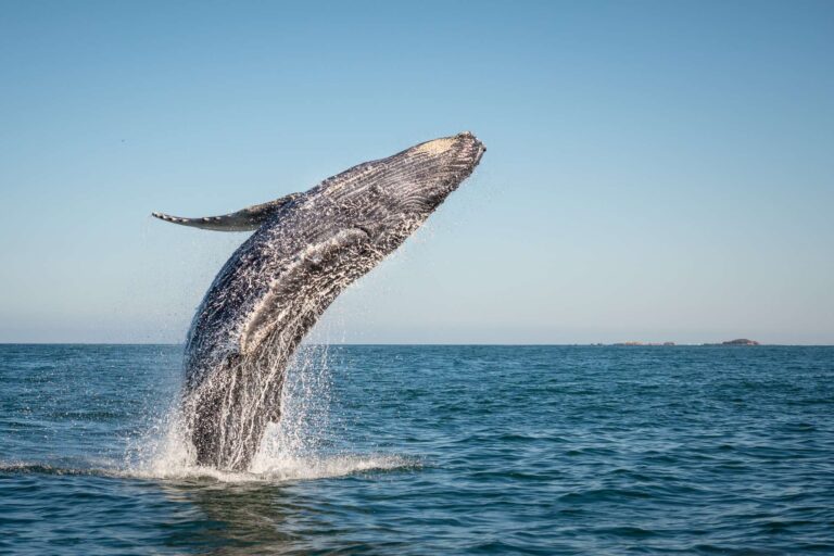 humpback whale breaching istk
