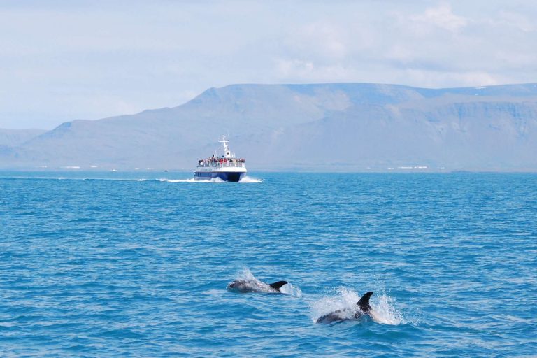 iceland dolphins and whale watching boat off reykjavik eld