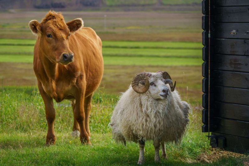 icelandic farm cow and sheep rth