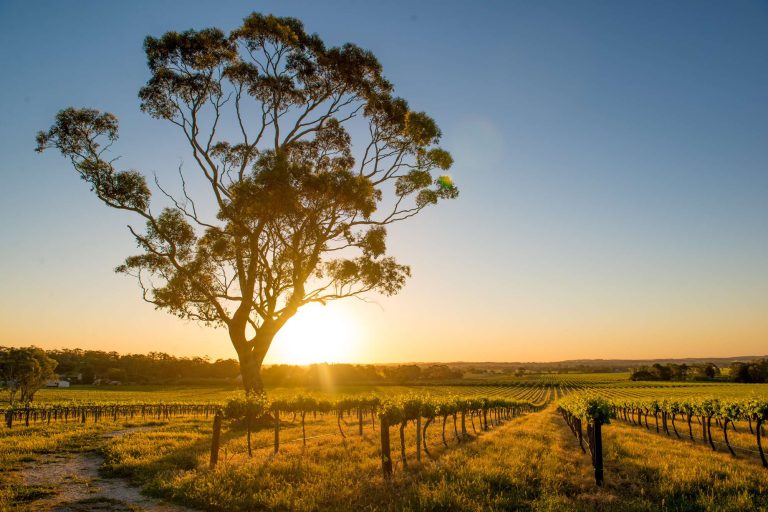 south australia sunset over barossa valley vineyard istk
