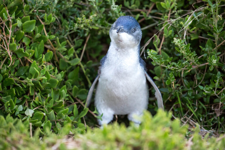 australia little penguin phillip island victoria istk