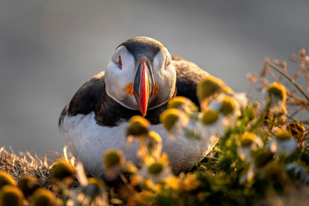 iceland puffin up close rth