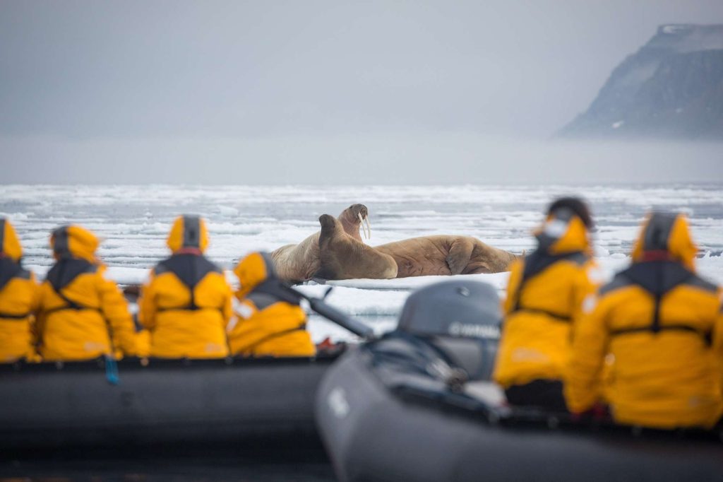 spitsbergen spotting walrus on zodiac cruise qe