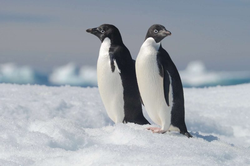 antarctica adelie penguin pair istk