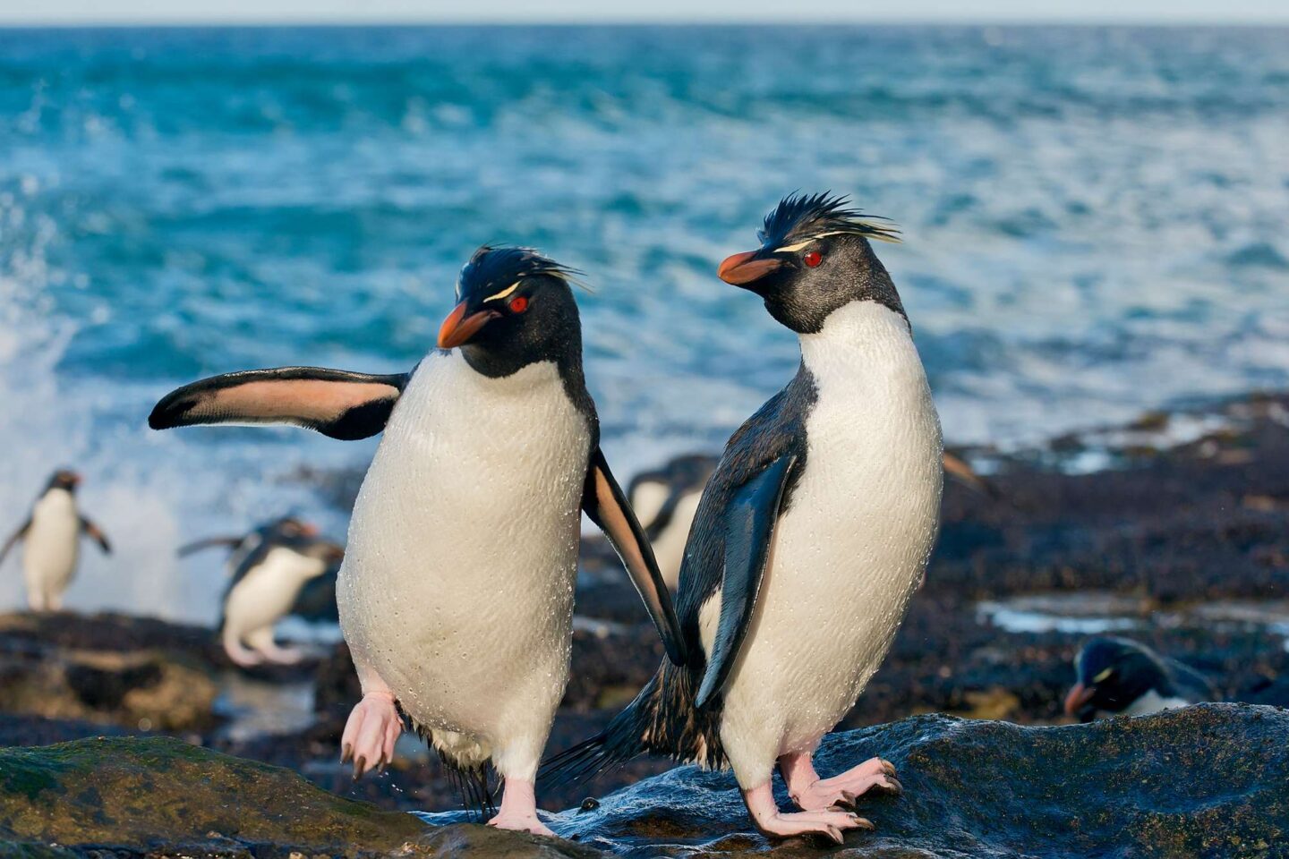 falkland islands pair of rockhopper penguins istk