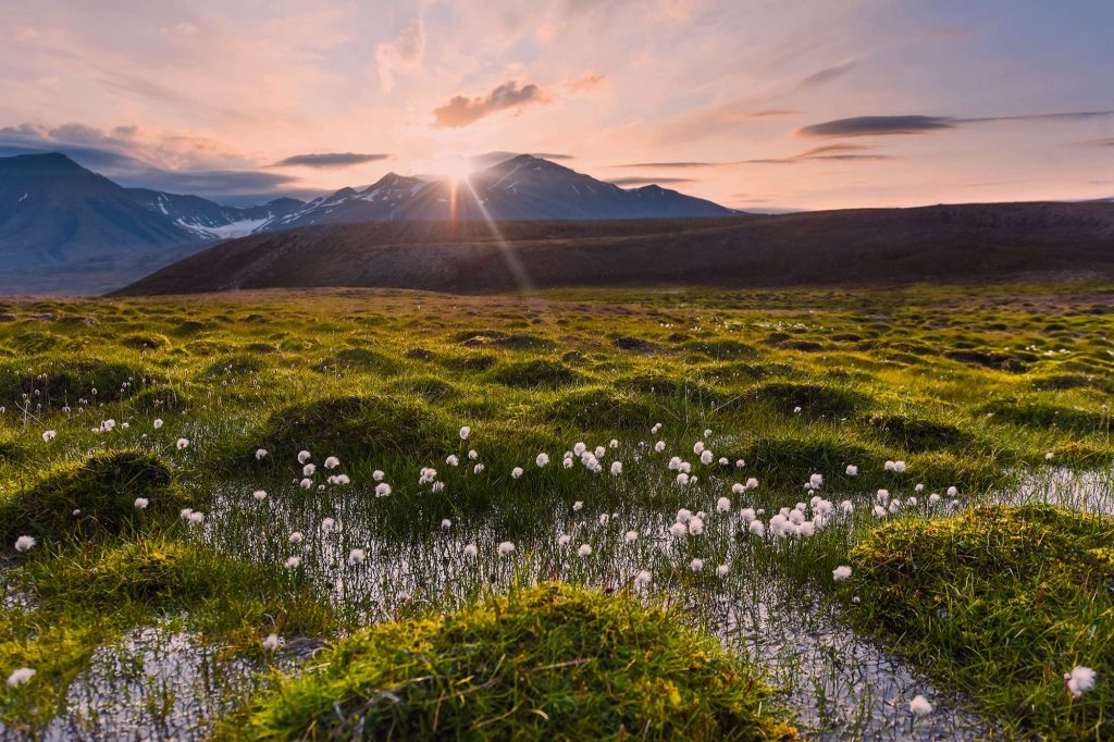 spitsbergen poppy grass summer astk