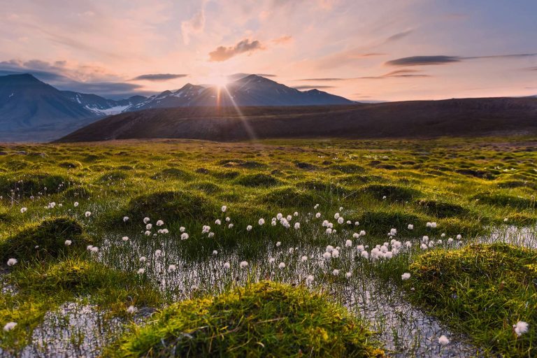 spitsbergen poppy grass summer astk