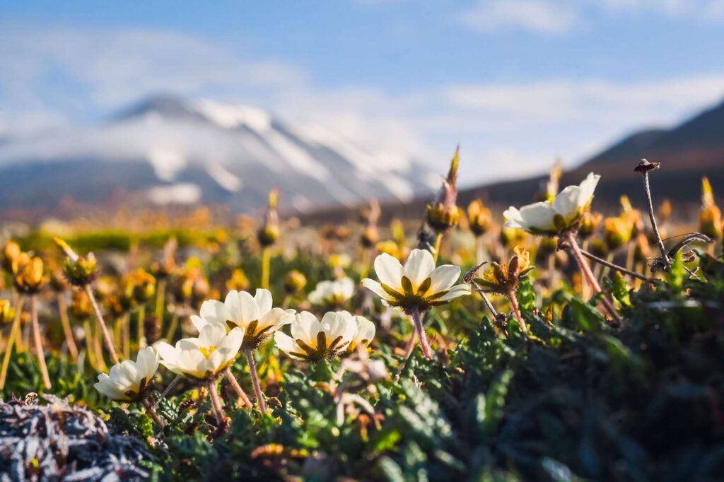 spitsbergen wildflowers under arctic summer sun astk