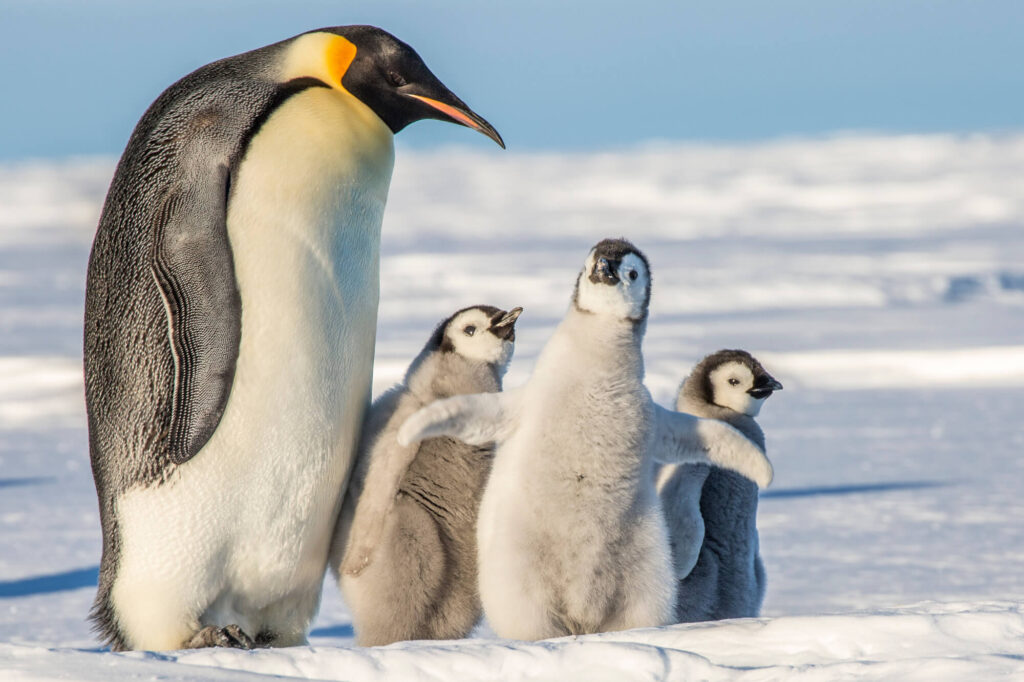 antarctica emperor penguin and chicks weddell sea region astk