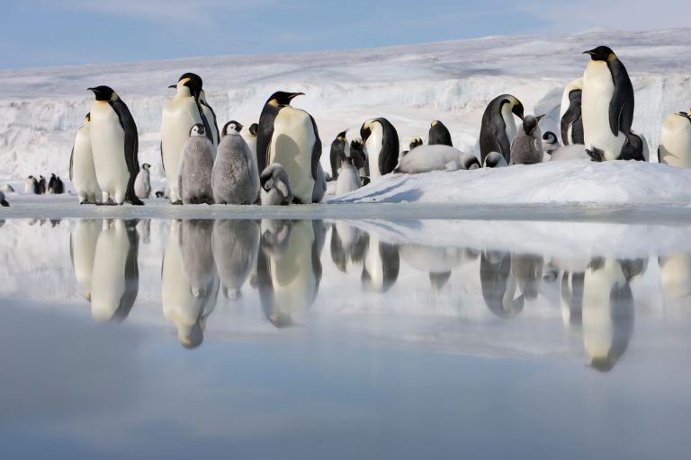 antarctica emperor penguin colony at snow hill island reflection istk