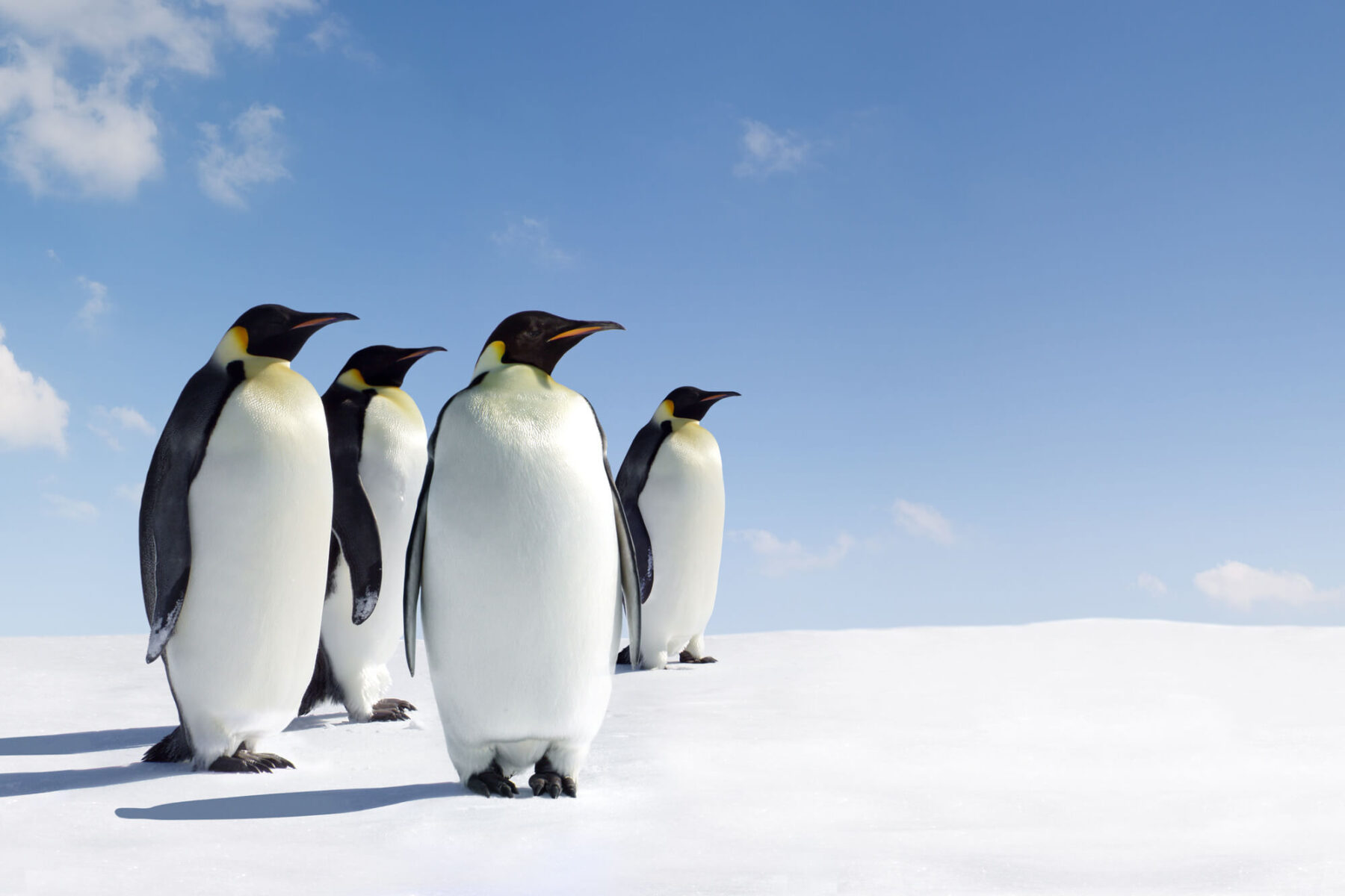antarctica emperor penguins istk