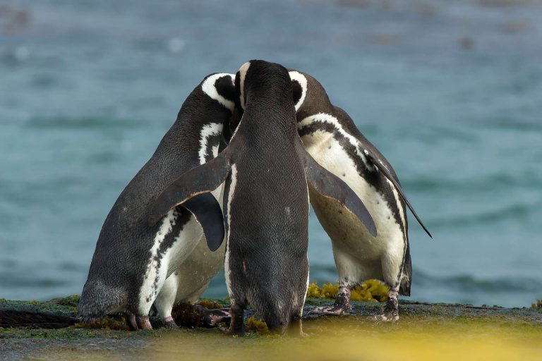 falkland islands magellanic penguins in huddle istk