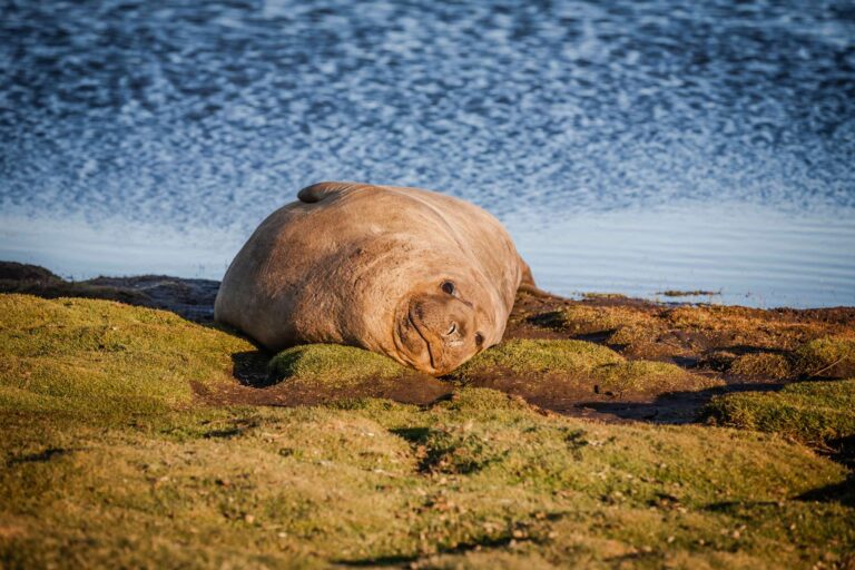falklands elephant seal on sea lion island astk