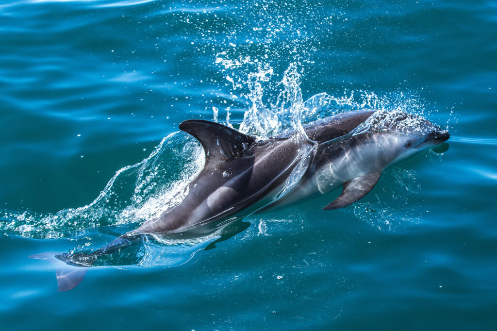 new zealand kaikoura dusky dolphin astk
