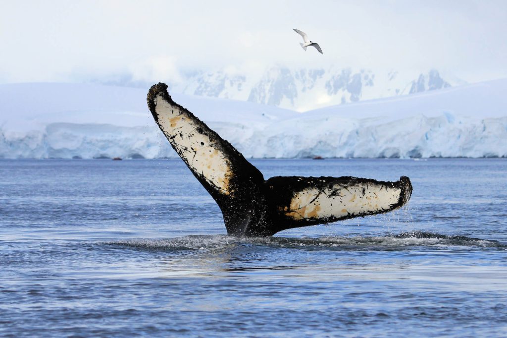 antarctica humpback whale tail istk