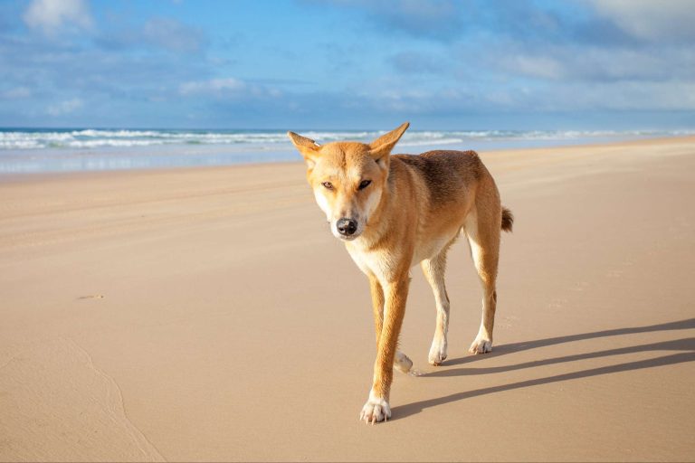 australia queensland dingo on beach fraser island istk