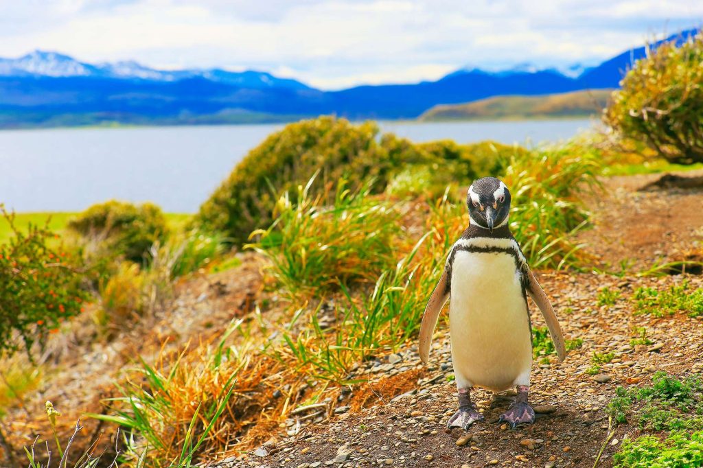 chile patagonia magellanic penguin istk