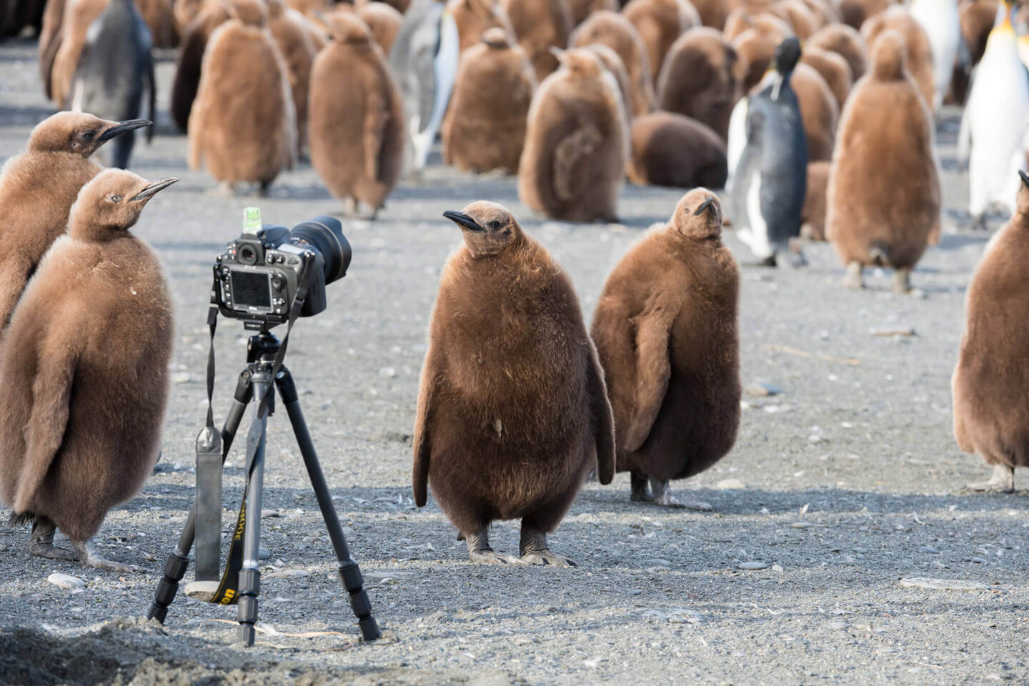 south georgia king penguin chicks investigate camera pl