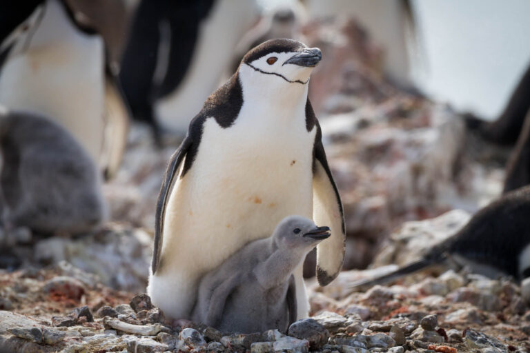 antarctic peninsula chinstrap penguin and chick istk