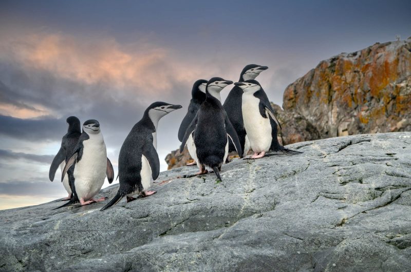 antarctica chinstrap penguins istk