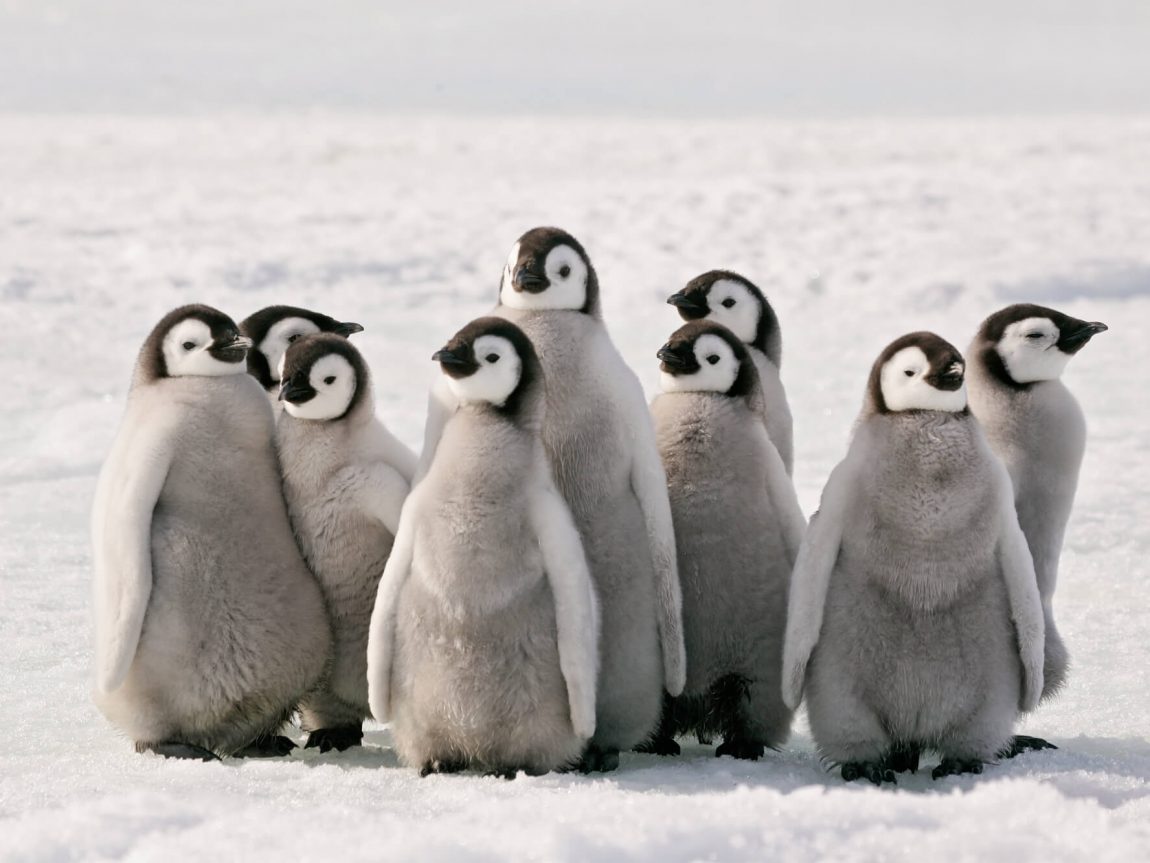 antarctica emperor penguin chicks in huddle istk
