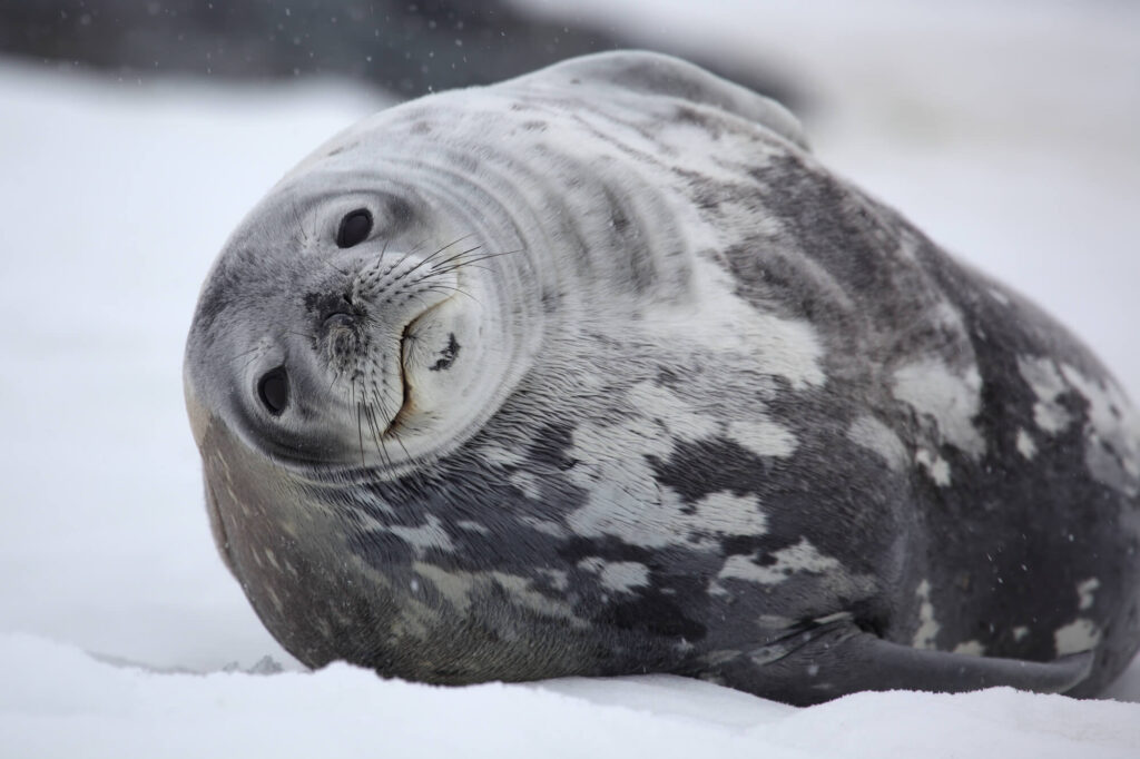 antarctica weddell seal on ice istk