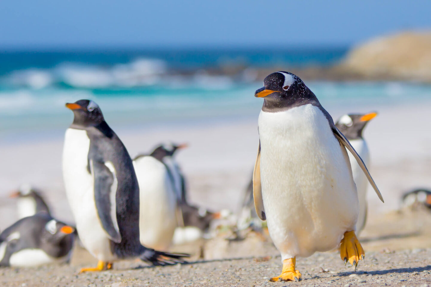 gentoo penguins at volunteer point falklands astk