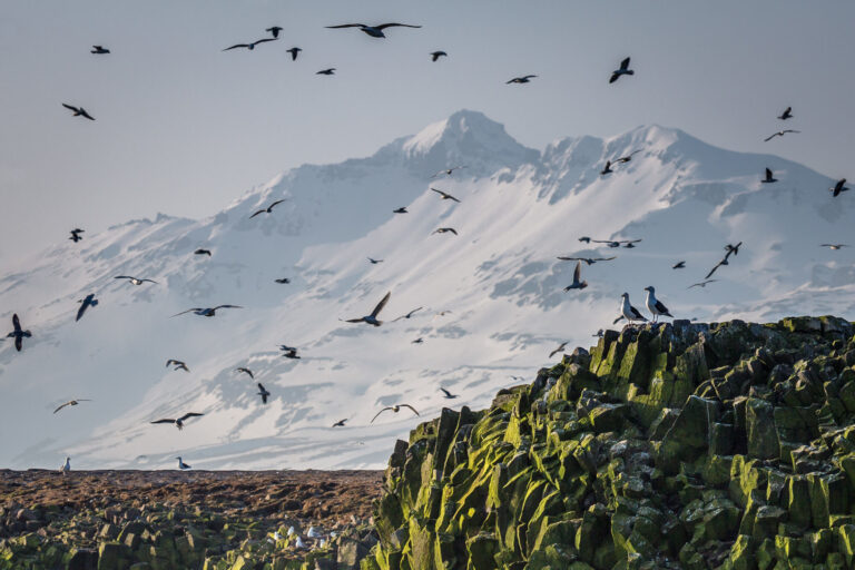 iceland grundarfjordur fulmars flying from cliffs rth