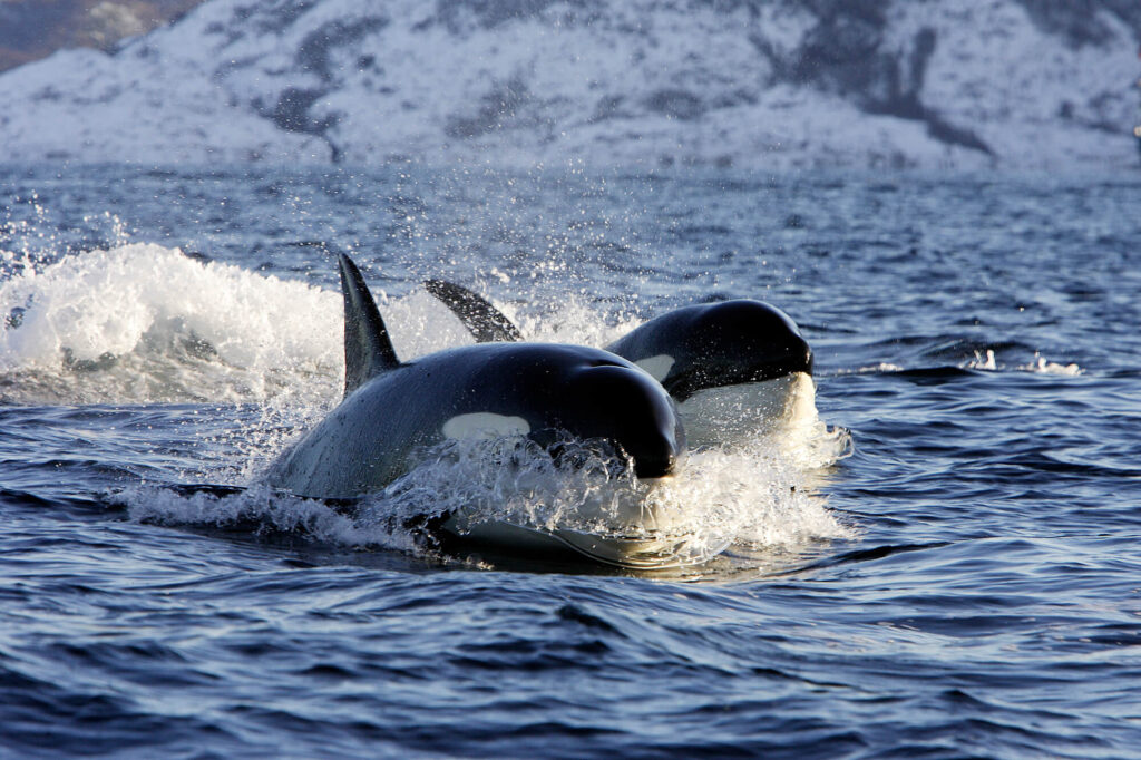 orca cutting through water istk