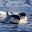 orca cutting through water istk