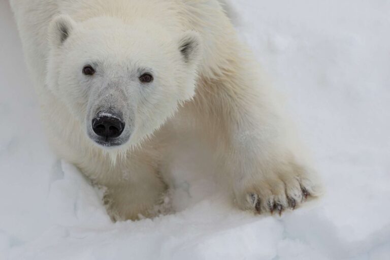 spitsbergen polar bear close up qe