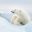 spitsbergen polar bear lying on sea ice istk
