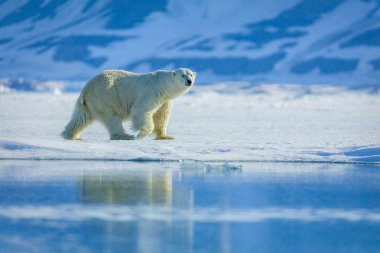 spitsbergen polar bear reflection astk