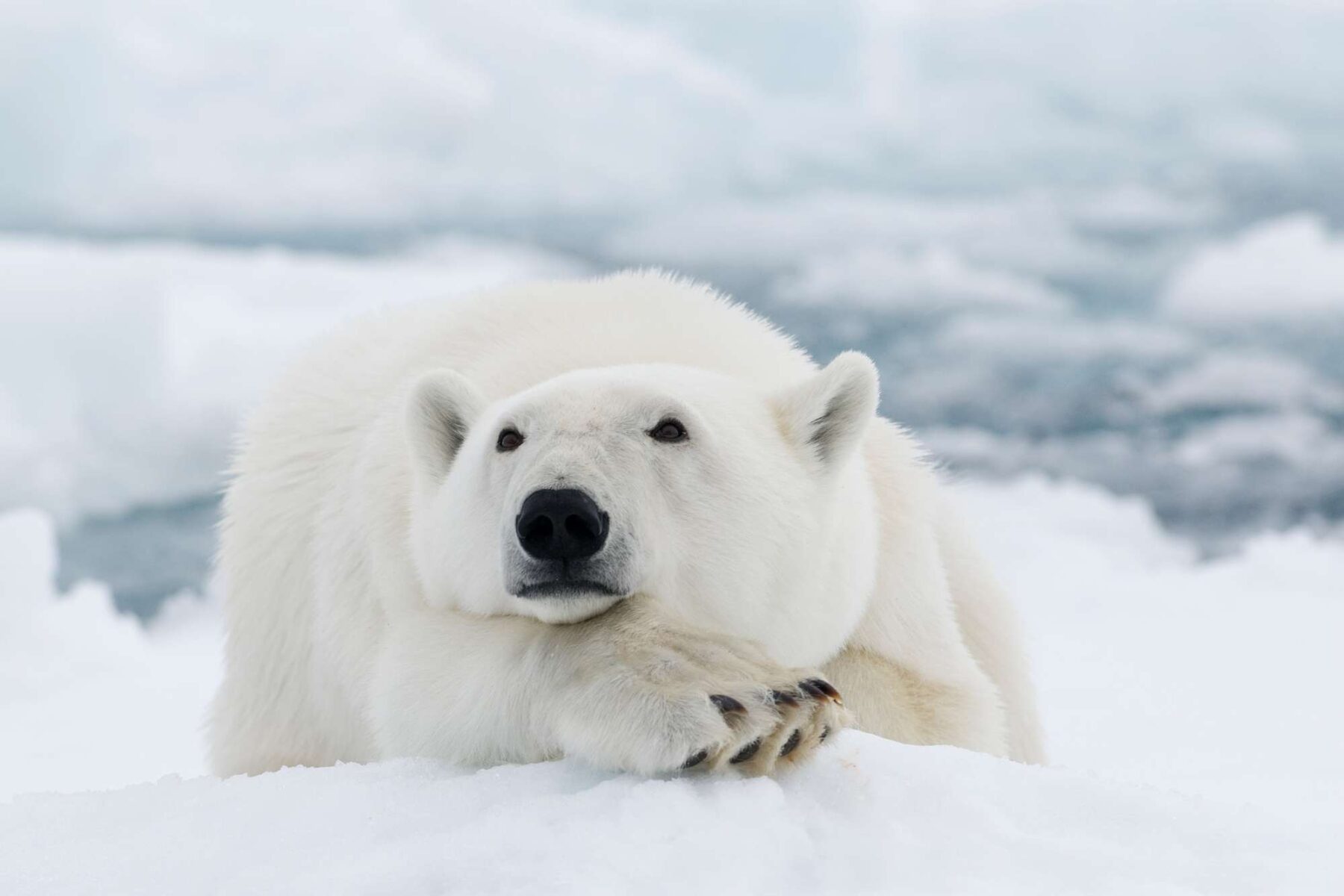 svalbard polar bear resting istk