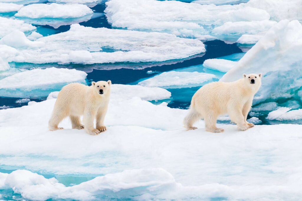 svalbard polar bears on pack ice barentsoya astk