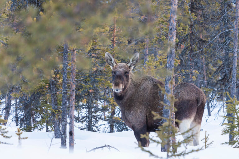 swedish lapland moose in forest early spring istk