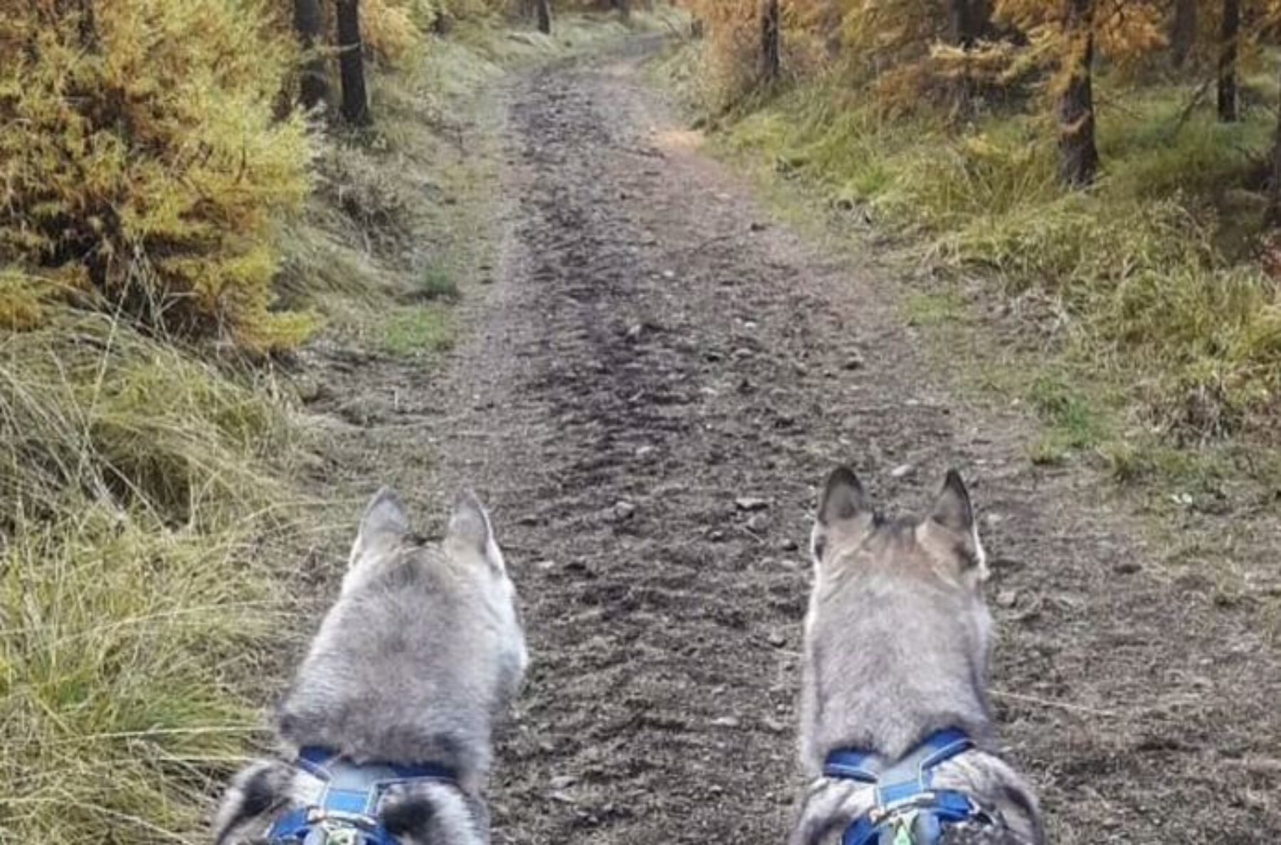 Hiking with Huskies