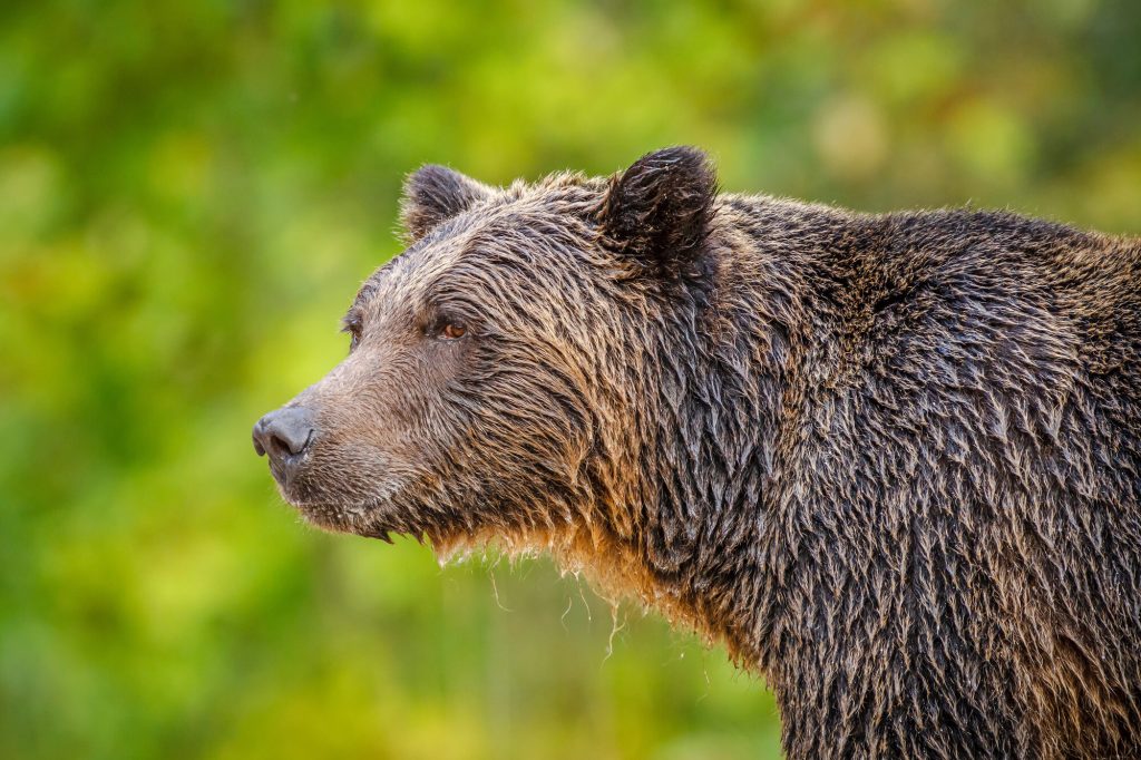 canada grizzly bear british columbia astk