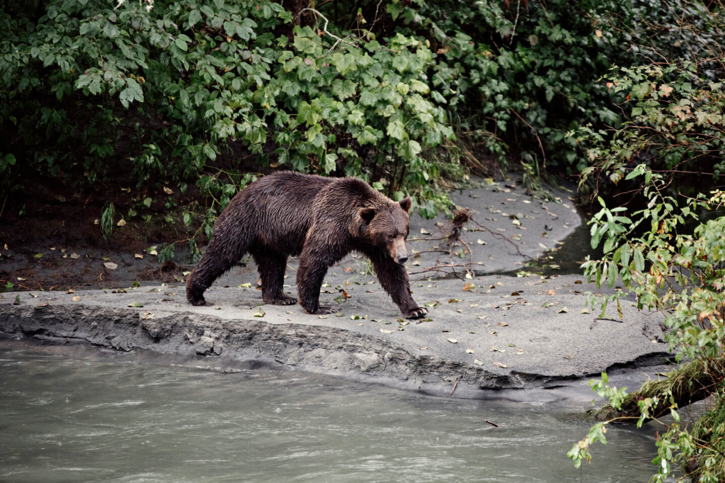 canada grizzly bear walking along shoreline toba inlet klahoose
