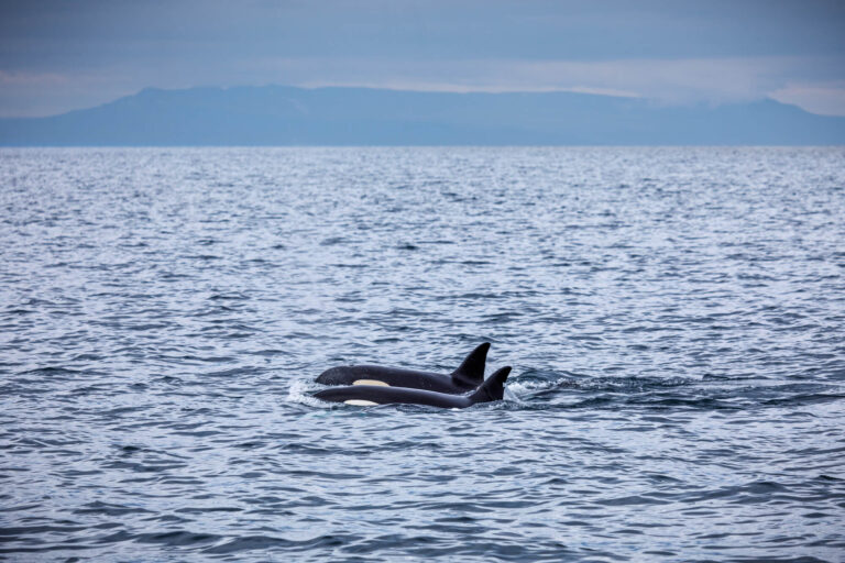 iceland orca in breidafjordur snaefellsnes istk