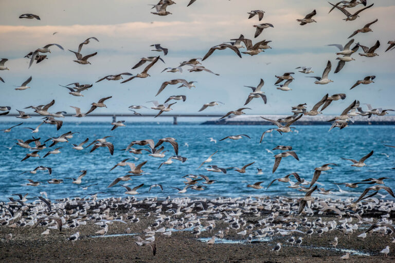 iceland seabirds kolgrafarfjordur snaefellsnes rth