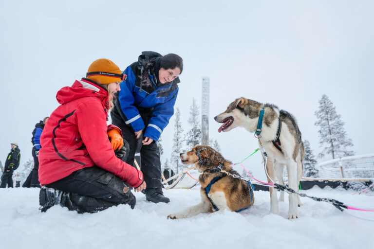 finnish lapland greeting sled dogs husky sledding whs