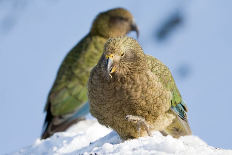 new zealand kea mountain parrots istk