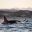 norway orcas off coast near tromso astk