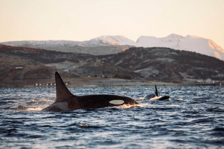 norway orcas off coast near tromso astk