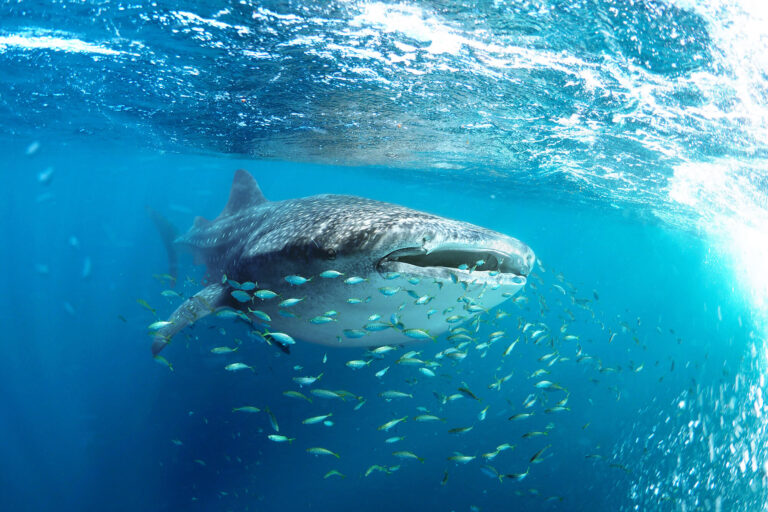 western australia whale shark ningaloo istk