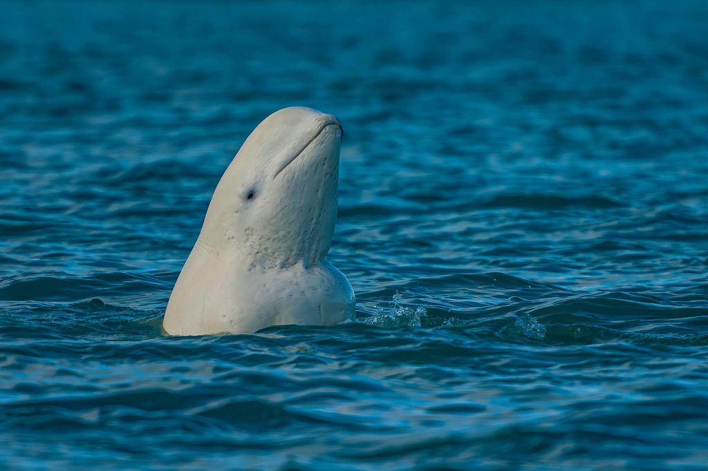 arctic beluga whale spy hopping somerset island canada istk