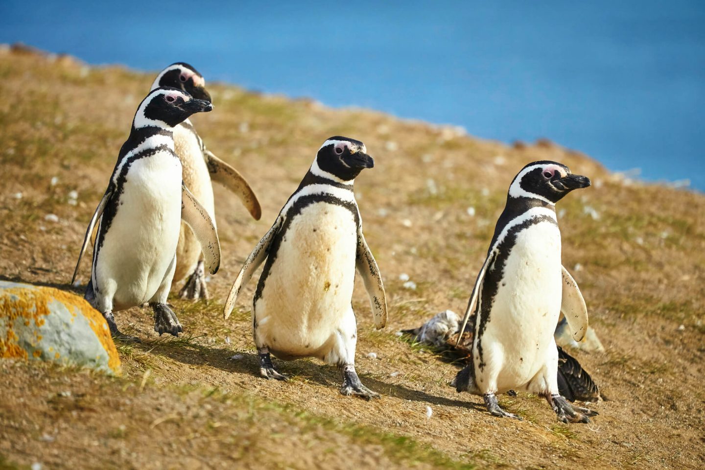 chile magellanic penguins patagonia istk